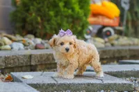 Wren, a female Maltipoo for sale in Baltic, OH – 2 of 7