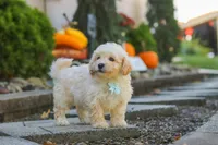 Ollie, a male Maltipoo for sale in Baltic, OH – 8 of 10