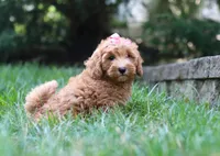 Tasha, a female Schnoodle for sale in Baltic, OH – Photo 1 of 5