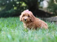 Tasha, a female Schnoodle for sale in Baltic, OH – Photo 5 of 5