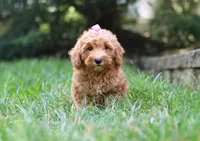 Tasha, a female Schnoodle for sale in Baltic, OH – Photo 3 of 5