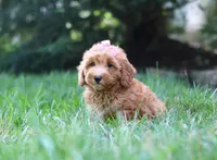 Tasha, a female Schnoodle for sale in Baltic, OH – Photo 4 of 5