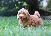 Tasha, a female Schnoodle for sale in Baltic, OH – Photo 2 of 5