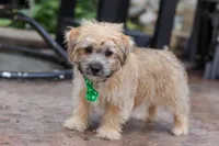 Tyler, a male Morkie for sale in Baltic, OH – Photo 2 of 7