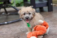 Tyler, a male Morkie for sale in Baltic, OH – Photo 4 of 7