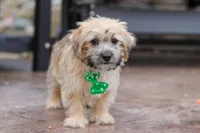 Tyler, a male Morkie for sale in Baltic, OH – Photo 6 of 7