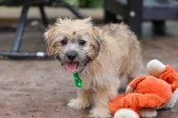Tyler, a male Morkie for sale in Baltic, OH – Photo 5 of 7