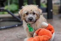 Tyler, a male Morkie for sale in Baltic, OH – Photo 7 of 7