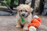 Tyler, a male Morkie for sale in Baltic, OH – Photo 3 of 7