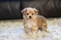Charlie, a male Morkie for sale in Baltic, OH – 4 of 10