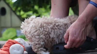 Lilly, a female Maltipoo for sale in Baltic, OH – 7 of 7