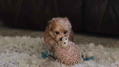 Charlie, a male Morkie for sale in Baltic, OH – 10 of 10