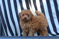 Emily, a female Cavapoo for sale in Baltic, OH – 4 of 10