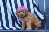 Amelia, a female Cavapoo for sale in Baltic, OH – 4 of 8