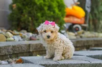 Maple, a female Maltipoo for sale in Baltic, OH – 5 of 7