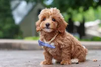 Leo, a male Maltipoo for sale in Baltic, OH – 5 of 10