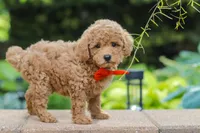 Marley, a male Maltipoo for sale in Baltic, OH – 5 of 6