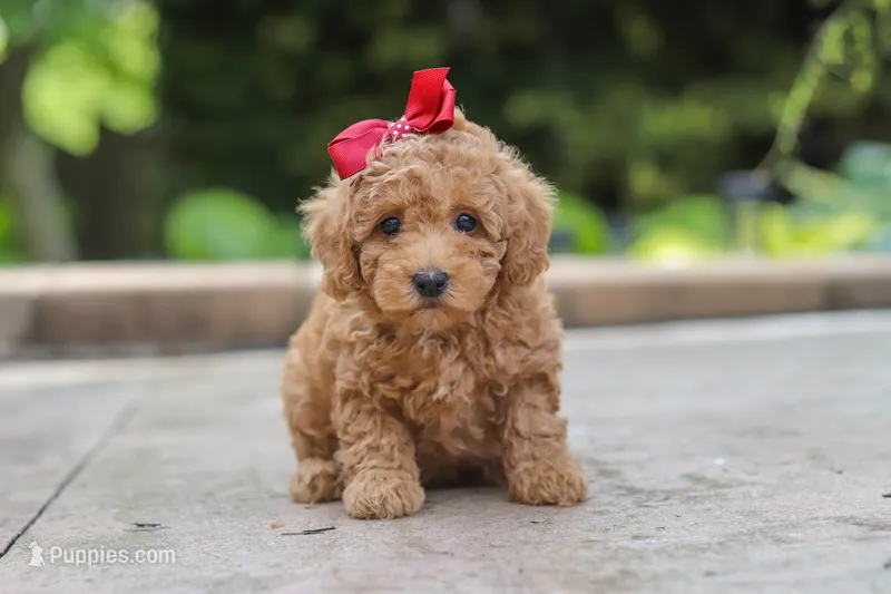 Lottie – Maltipoo puppy for sale in Baltic, OH