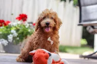 Timmy, a male Schnoodle for sale in Baltic, OH – Photo 4 of 7