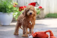 Timmy, a male Schnoodle for sale in Baltic, OH – Photo 7 of 7
