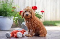 Timmy, a male Schnoodle for sale in Baltic, OH – Photo 1 of 7