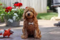 Timmy, a male Schnoodle for sale in Baltic, OH – Photo 2 of 7
