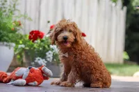 Timmy, a male Schnoodle for sale in Baltic, OH – Photo 3 of 7