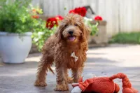 Timmy, a male Schnoodle for sale in Baltic, OH – Photo 5 of 7
