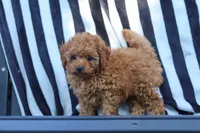 Emily, a female Cavapoo for sale in Baltic, OH – 2 of 10