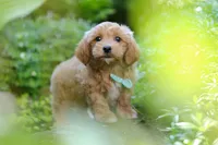 Christopher, a male Maltipoo for sale in Baltic, OH – 9 of 10