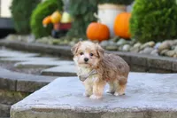 Charlie, a male Morkie for sale in Baltic, OH – 5 of 10