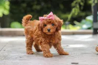 Posie, a female Maltipoo for sale in Baltic, OH – 5 of 6