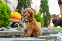 Justin, a male Cavapoo for sale in Baltic, OH – 2 of 8