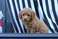 James, a male Poodle - Miniature  for sale in Baltic, OH – 7 of 10