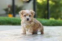 Chase , a male Morkie for sale in Baltic, OH – 5 of 7
