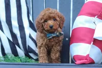 Greyson, a male Poodle - Miniature  for sale in Baltic, OH – 3 of 10