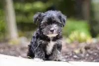 Hallie, a female Morkie for sale in Baltic, OH – Photo 3 of 9