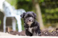 Hallie, a female Morkie for sale in Baltic, OH – Photo 9 of 9