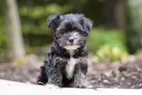 Hallie, a female Morkie for sale in Baltic, OH – Photo 1 of 9