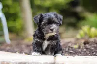 Hallie, a female Morkie for sale in Baltic, OH – Photo 7 of 9