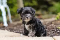 Hallie, a female Morkie for sale in Baltic, OH – Photo 6 of 9