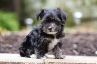 Hallie, a female Morkie for sale in Baltic, OH – Photo 4 of 9