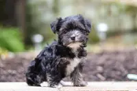 Hallie, a female Morkie for sale in Baltic, OH – Photo 5 of 9