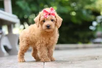 Maple, a female Schnoodle for sale in Baltic, OH – 3 of 7