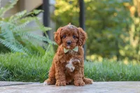 Benji, a male Cavapoo for sale in Baltic, OH – 9 of 10