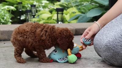 Everest, a male Poodle - Miniature  for sale in Baltic, OH – 6 of 6