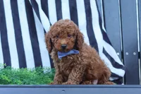 Duke, a male Poodle - Miniature  for sale in Baltic, OH – 3 of 8