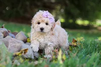 Honey, a female Maltipoo for sale in Baltic, OH – 4 of 6