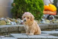 Posie, a female Maltipoo for sale in Baltic, OH – 4 of 10