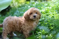 Letty, a female Maltipoo for sale in Baltic, OH – 2 of 10